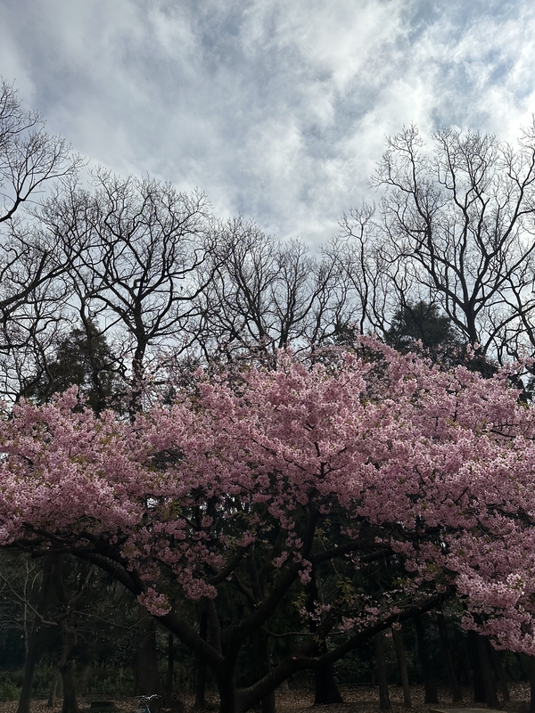 988A629B-1D17-444E-A458-7931DF6F0006.jpeg