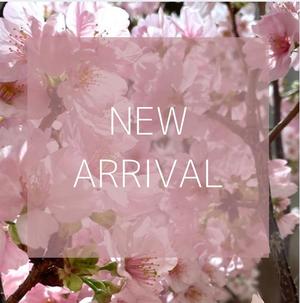 【東京ミッドタウン八重洲店】進一 〜再入荷いたしました〜